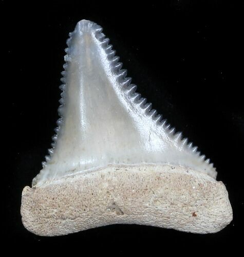 Beautiful, Fossil Great White Shark Tooth - Florida #34779